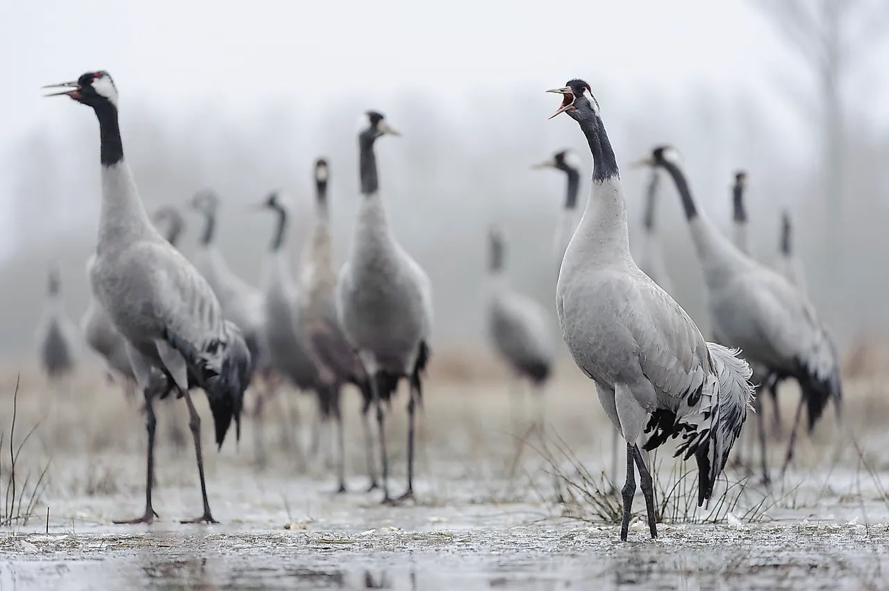Fotoausstellung Wild Elbe_Reiher